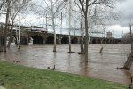 NJT 4531 heads east over a swollen Delaware River.